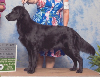 Flat coated retriever kennel hot sale